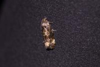 Endothenia