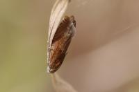Eucosma