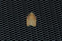 Carcina quercana