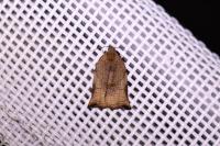 Archips podana