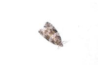 Orthotaenia undulana