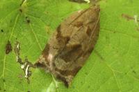 Archips crataegana