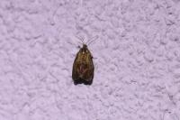 Ptycholoma lecheana