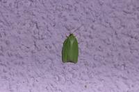 Tortrix viridana