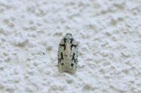 Acleris literana