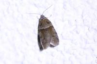 Tortricodes alternella