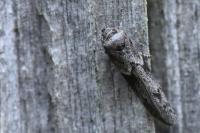 Blastobasis glandulella