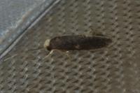 Monopis weaverella