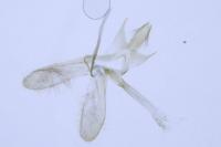 Monopis weaverella