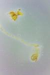 Exaeretia lutosella