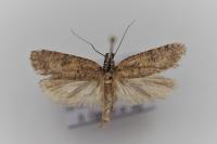 Exaeretia lutosella