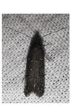 Xenolechia aethiops