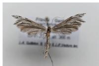 Calyciphora adamas