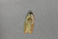 Acleris variegana