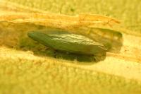 Phyllonorycter schreberella