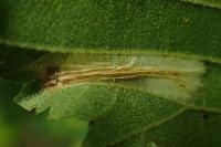 Phyllonorycter schreberella