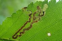 Stigmella ulmivora