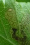Stigmella ulmivora