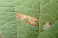 Phyllonorycter nicellii