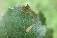 Stigmella sakhalinella