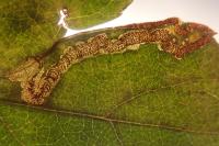 Stigmella oxyacanthella