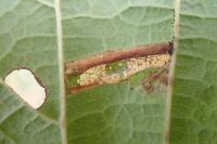 Phyllonorycter nicellii