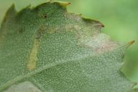 Stigmella sakhalinella