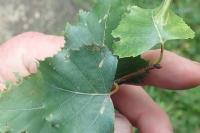 Stigmella sakhalinella