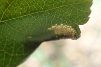 Phyllonorycter
