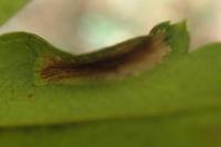 Phyllonorycter
