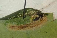 Phyllonorycter