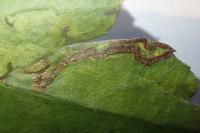 Stigmella oxyacanthella