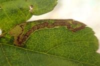 Stigmella oxyacanthella