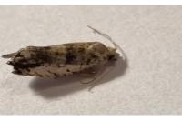 Ancylis laetana