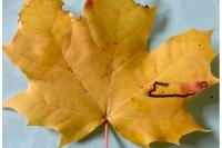 Stigmella aceris