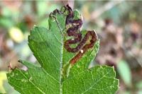 Stigmella oxyacanthella