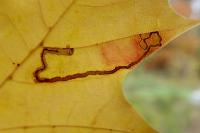Stigmella aceris