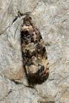 Endothenia