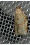 Clepsis consimilana