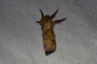 Triodia sylvina