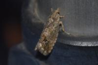 Cydia splendana