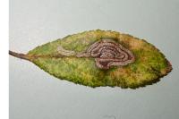 Stigmella prunetorum