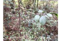 Stigmella prunetorum
