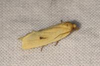 Avaria hyerana