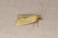 Avaria hyerana