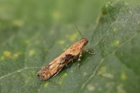 Scrobipalpa costella