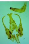 Psoricoptera gibbosella