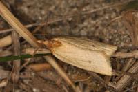 Avaria hyerana