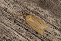 Avaria hyerana