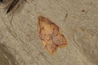 Carcina quercana